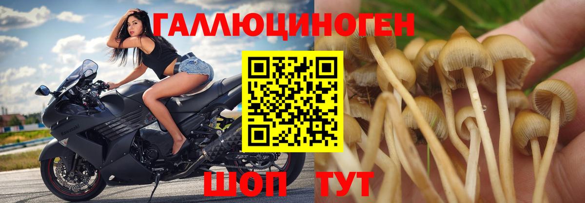 Касимов  Галлюциногенные грибы прущие грибы  Вход с VPN 